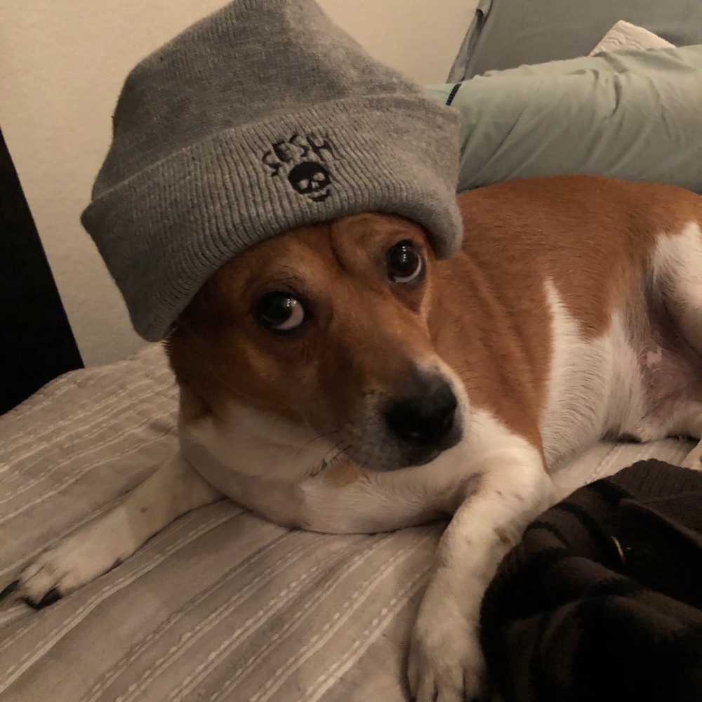 dog friendly home !!!